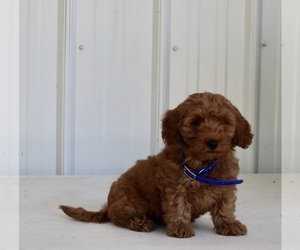 Goldendoodle (Miniature) Puppy for sale in FREDERICKSBURG, OH, USA