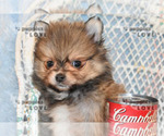 Small Photo #11 Pomeranian Puppy For Sale in SANGER, TX, USA