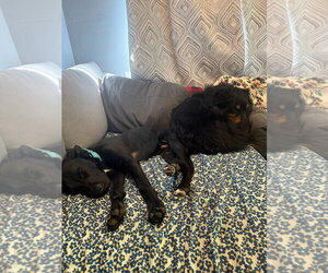 Bear - Male Labrador Retriever-Unknown Mix Dog for Adoption - Photo #3