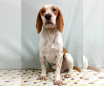 Small Photo #5 Beagle Puppy For Sale in Murfreesboro, NC, USA