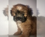 Small Photo #19 Mal-Shi Puppy For Sale in LAKELAND, FL, USA