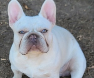 French Bulldog Puppy for sale in SPRINGFIELD, OR, USA