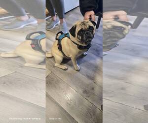 Pug Dogs for adoption in Tenafly, NJ, USA