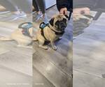 Small Pug