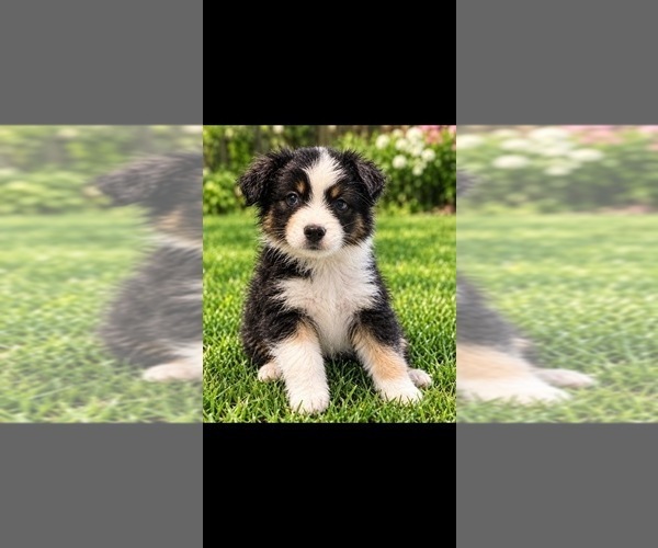Medium Photo #2 Australian Shepherd Puppy For Sale in GAINESVILLE, FL, USA