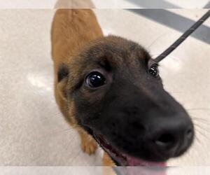German Shepherd Dog-Unknown Mix Dogs for adoption in Santa Rosa, CA, USA