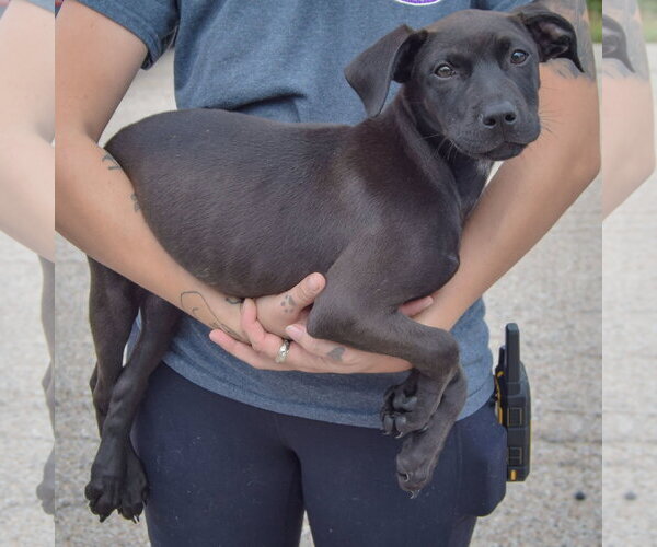 Medium Photo #2 American Staffordshire Terrier-Unknown Mix Puppy For Sale in Huntley, IL, USA