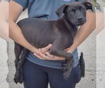 Small #1 American Staffordshire Terrier Mix