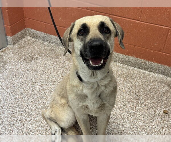 Medium Photo #1 German Shepherd Dog-Great Pyrenees Mix Puppy For Sale in Pueblo, CO, USA