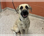 Small German Shepherd Dog-Great Pyrenees Mix