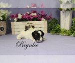 Small #8 Poodle (Toy)