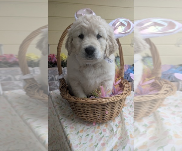 Medium Photo #45 Golden Retriever Puppy For Sale in MODESTO, CA, USA