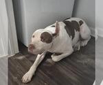 Small American Staffordshire Terrier Mix