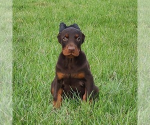 Doberman Pinscher Puppy for sale in MARYSVILLE, IN, USA