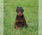 Image preview for Ad Listing. Nickname: Biscuit