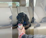Small #2 Coonhound-Golden Retriever Mix