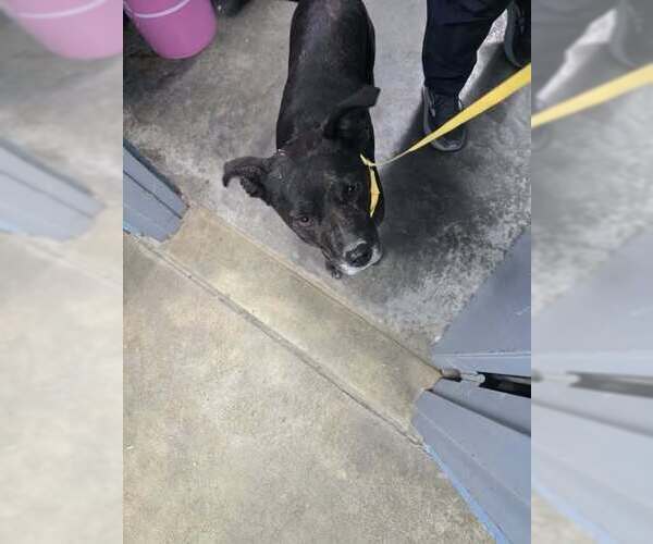 Medium Photo #1 Mutt Puppy For Sale in Evansville, IN, USA