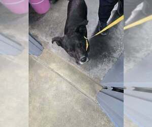 Mutt Dogs for adoption in Evansville, IN, USA