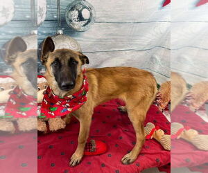 Mutt Dogs for adoption in Imlay City, MI, USA