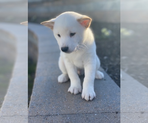 Medium Photo #4 Shiba Inu Puppy For Sale in CANOGA, NY, USA
