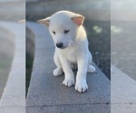 Small #3 Shiba Inu