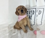 Small #4 Golden Retriever