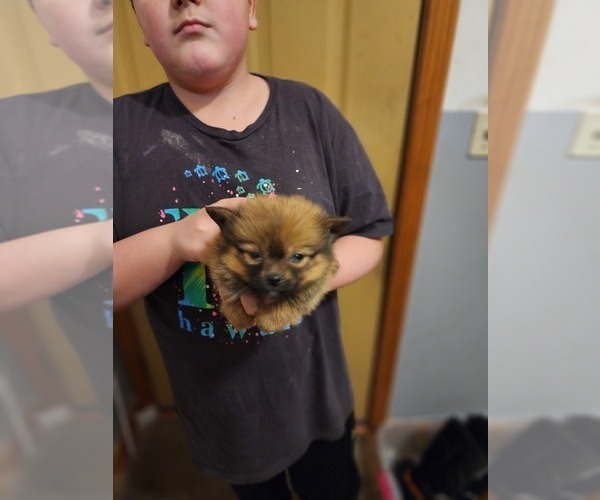 Medium Photo #3 Pomeranian Puppy For Sale in MIDDLEBORO, MA, USA