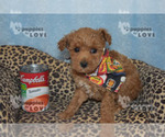 Small Photo #6 Poodle (Toy) Puppy For Sale in SANGER, TX, USA