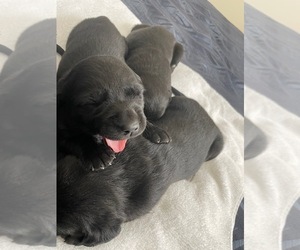 Labrador Retriever Puppy for sale in ERIE, CO, USA