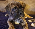 Small Photo #11 Boxer Puppy For Sale in EAST LONGMEADOW, MA, USA