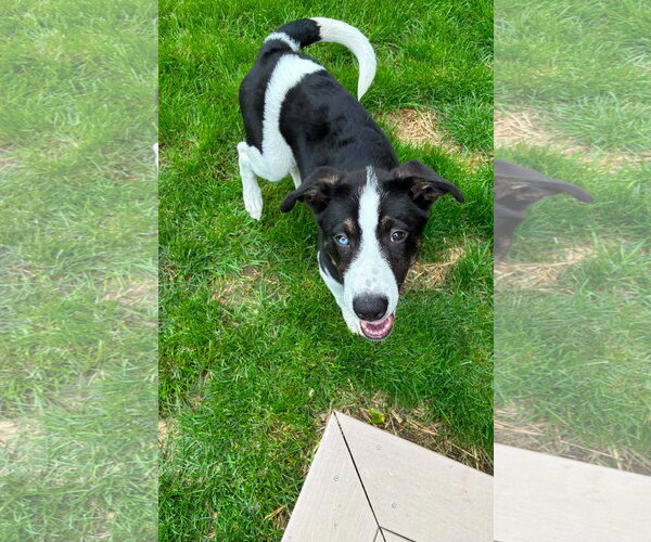 Medium Photo #7 Siberian Husky-Unknown Mix Puppy For Sale in Germantown, OH, USA