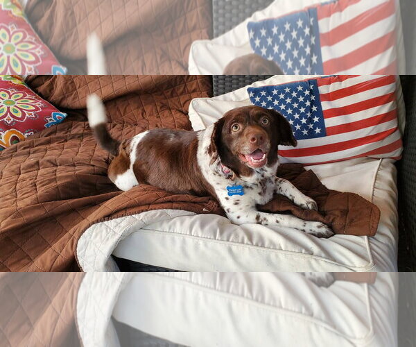 Medium Photo #2 Mutt Puppy For Sale in Fenton, MO, USA