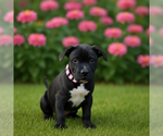 Small #2 American Pit Bull Terrier