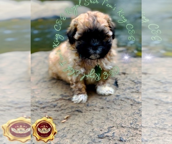 Medium Photo #1 Shih Tzu Puppy For Sale in ATHENS, GA, USA