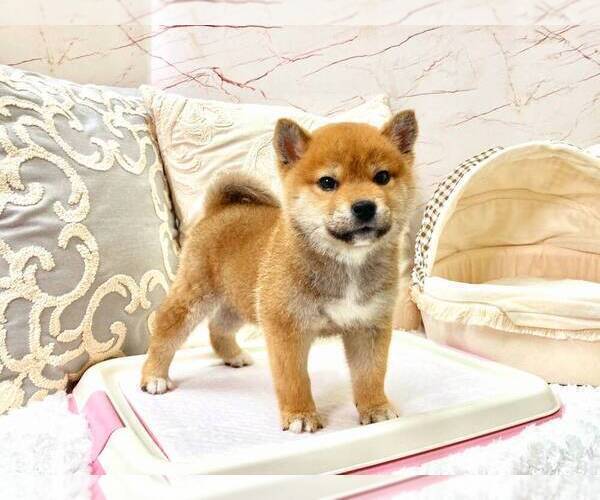 Medium Photo #4 Shiba Inu Puppy For Sale in SAN JOSE, CA, USA