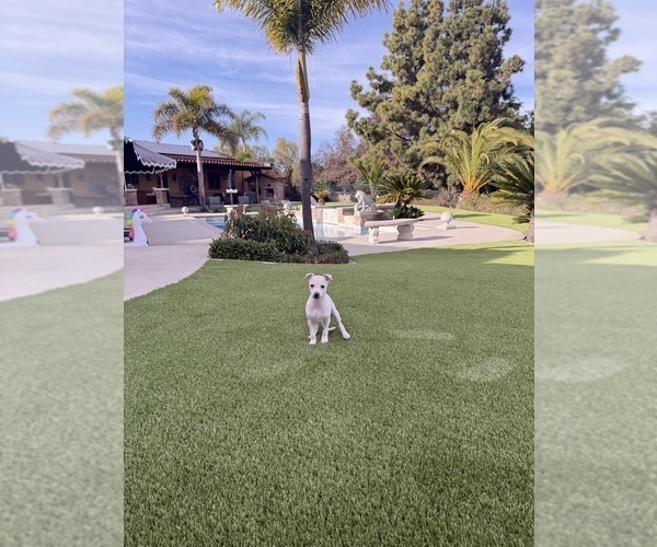 Medium Photo #4 Italian Greyhound Puppy For Sale in SAN DIEGO, CA, USA