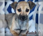 Small #3 Chihuahua