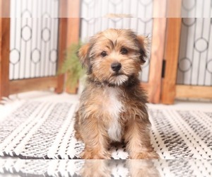 Yo-Chon Puppy for sale in NAPLES, FL, USA