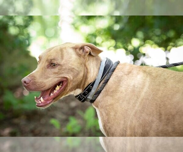 Medium Photo #1 Mutt Puppy For Sale in Lewistown, PA, USA