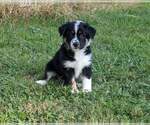 Puppy 3 Miniature Australian Shepherd