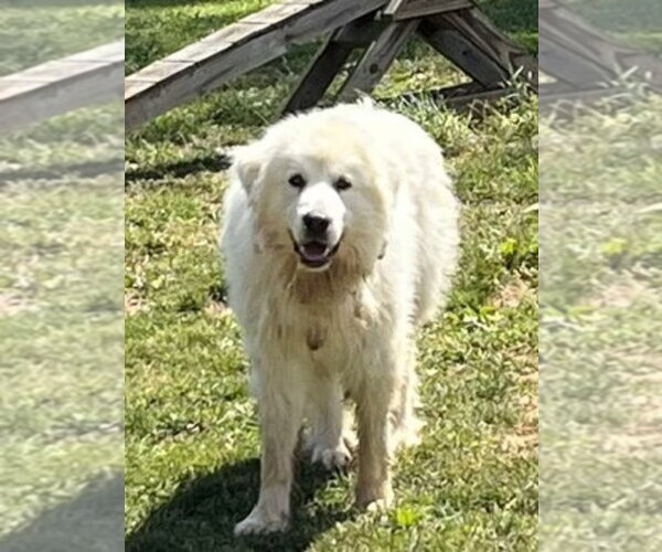 Medium Photo #1 Great Pyrenees Puppy For Sale in Monterey, VA, USA