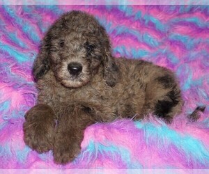 Labradoodle Puppy for sale in LA HABRA, CA, USA