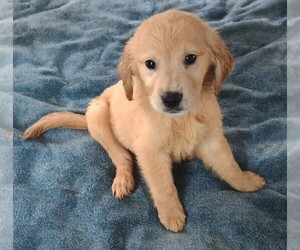 Golden Retriever Puppy for sale in POMONA PARK, FL, USA