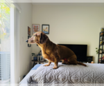 Small #3 Dachshund