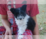 Small Photo #3 Miniature Australian Shepherd Puppy For Sale in HARRISON, AR, USA