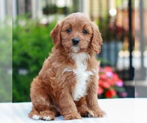 Cavapoo (Miniature) Puppy for sale in LITITZ, PA, USA