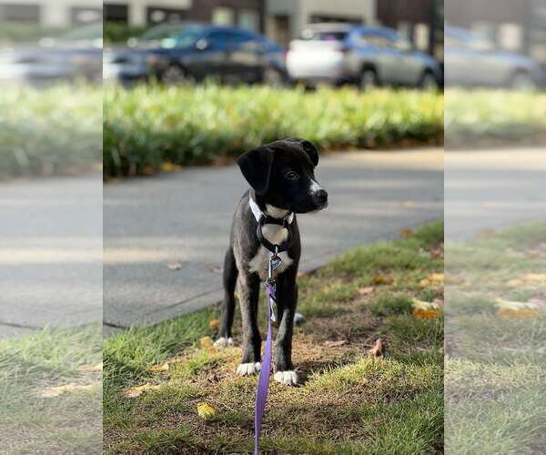 Medium Photo #1 Mutt Puppy For Sale in Woodbury, NY, USA