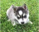 Small Photo #15 Alaskan Klee Kai Puppy For Sale in WINCHESTER, OH, USA