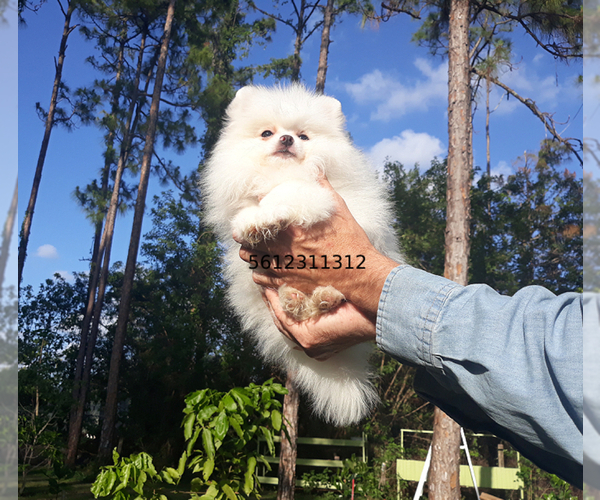 Medium Photo #22 Pomeranian Puppy For Sale in PALM BCH GDNS, FL, USA