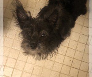 Cairn Terrier Puppy for sale in BRONX, NY, USA